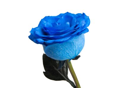 blue rose isolated on white backgroundの写真素材