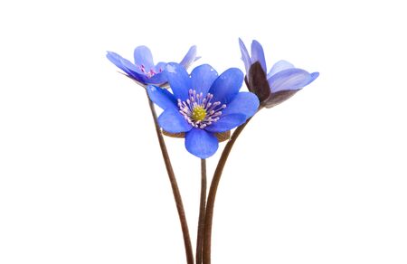 Hepatica Nobilis isolated on white backgroundの写真素材
