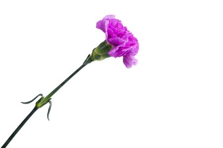 purple carnation isolated on white backgroundの写真素材