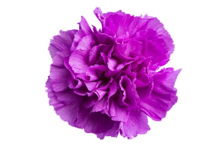 purple carnation isolated on white backgroundの写真素材