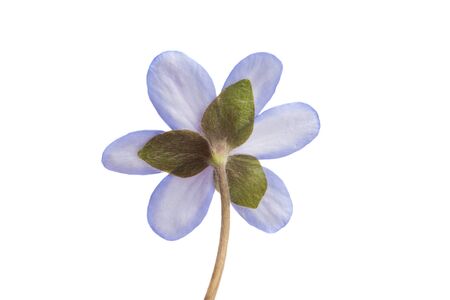 Hepatica nobilis on a white backgroundの写真素材