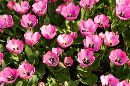 Dutch tulips growing on a flowerbed in spring on a sunny dayの写真素材