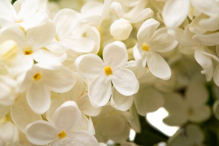 white lilac in spring close-upの写真素材