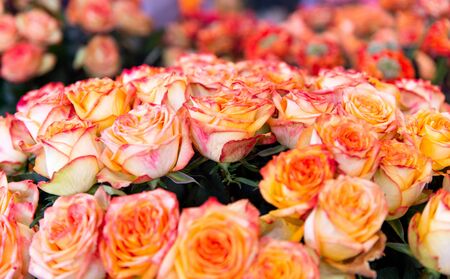 floral background of beautiful rosesの写真素材