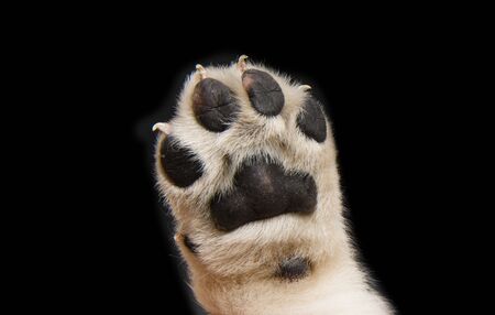 Labrador puppy isolated on black background