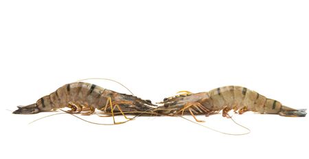 shrimp isolated on white backgroundの写真素材