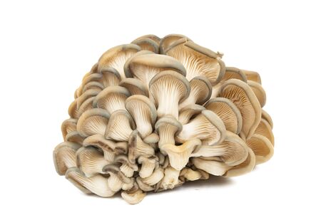 oyster mushrooms isolated on white backgroundの写真素材