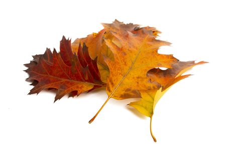 autumn leaves isolated on white background