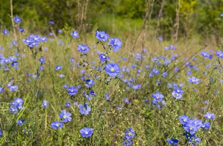 Blooming flax in the meadow on a sunny dayの写真素材