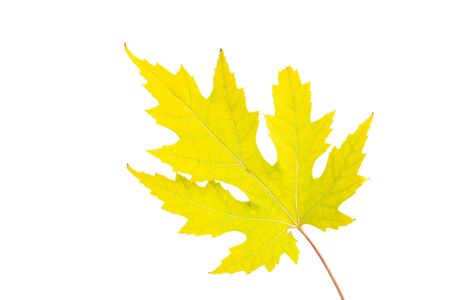 autumn leaves isolated on white background
