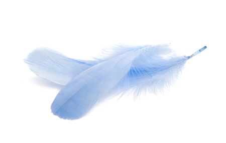 goose feather isolated on white backgroundの写真素材