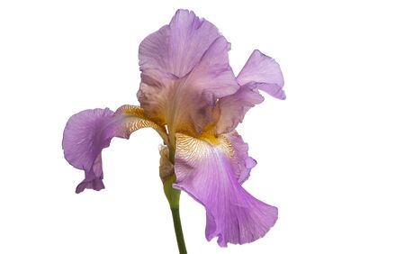iris flower isolated on white backgroundの写真素材