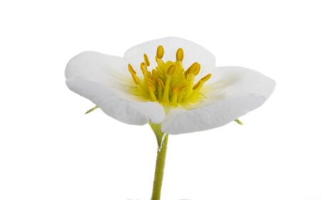 strawberry flower isolated on white backgroundの写真素材