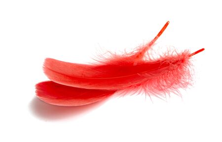 goose feather isolated on white backgroundの写真素材