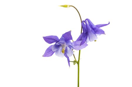 aquilegia flower isolated on white backgroundの写真素材