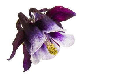 aquilegia flower isolated on white backgroundの写真素材