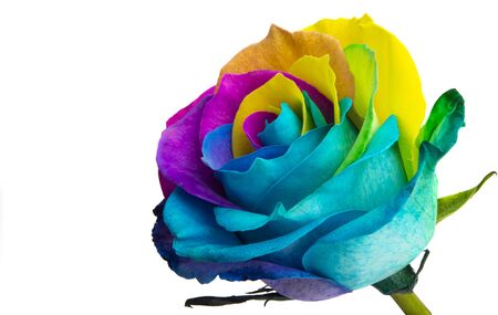 レインボーローズの写真 イラスト素材一覧 5 269件 ストックフォトのamanaimages Plus