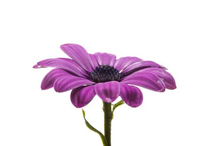 Osteospermum daisy flower isolated on a white background. Macro close upの写真素材