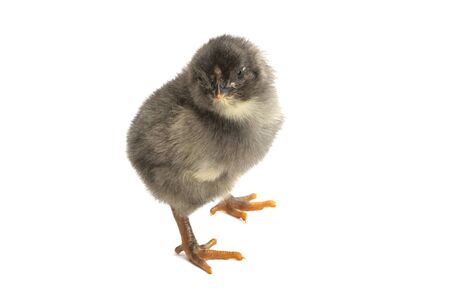 little chicken isolated on white backgroundの写真素材