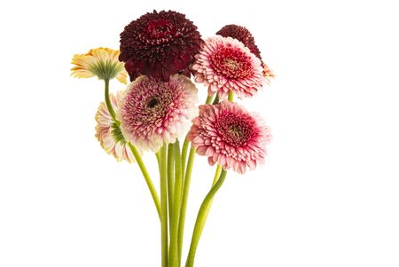 beautiful gerbera flowers isolated on white backgroundの写真素材