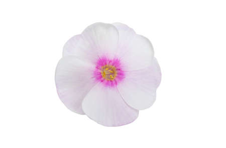 phlox flower isolated on white background