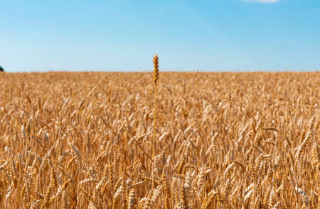 ripe ears of wheat in the field on a sunny dayの写真素材