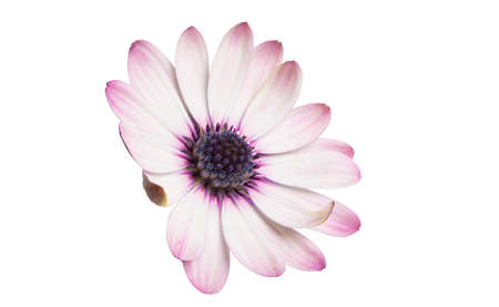 Osteospermum daisy flower isolated on white backgroundの写真素材