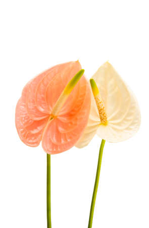 beautiful anthurium flower isolated on white backgroundの写真素材