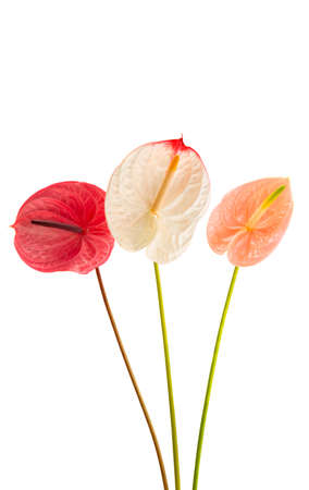 beautiful anthurium flower isolated on white backgroundの写真素材