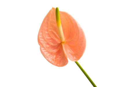 beautiful anthurium flower isolated on white backgroundの写真素材