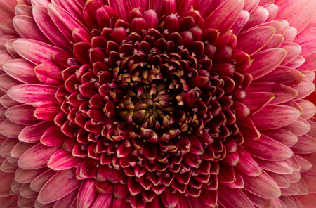 gerbera isolated on white background