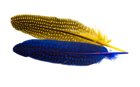 pheasant feather isolated on white backgroundの写真素材