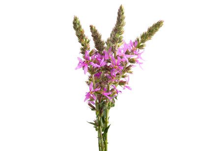 Lilac meadow flowers isolated on white backgroundの写真素材