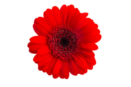 beautiful gerbera isolated on white backgroundの写真素材