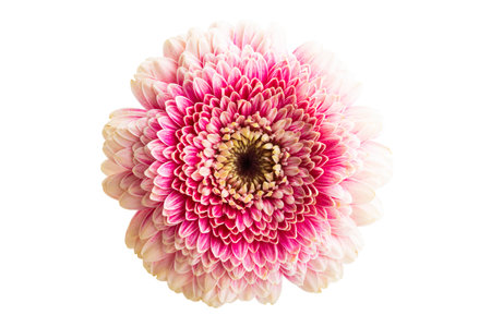 gerbera pomponi isolated on white backgroundの写真素材