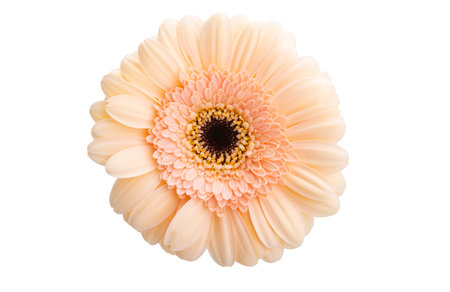 beautiful gerbera isolated on white backgroundの写真素材