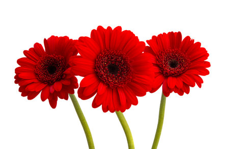 red gerbera isolated on white backgroundの写真素材