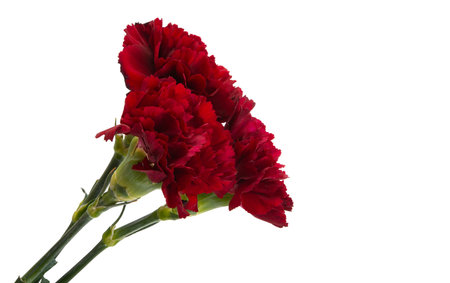 carnation close up isolated on white backgroundの写真素材