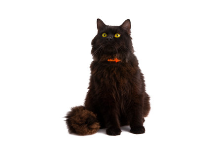 black cat isolated on white backgroundの写真素材