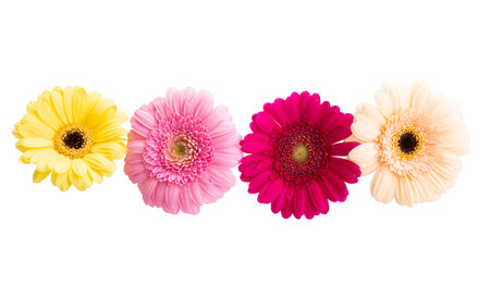 beautiful gerbera isolated on white backgroundの写真素材