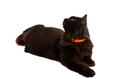 black cat isolated on white backgroundの写真素材