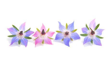 borage flower on a white backgroundの写真素材