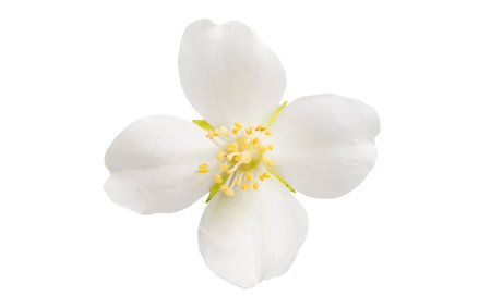jasmine flower isolated on white background