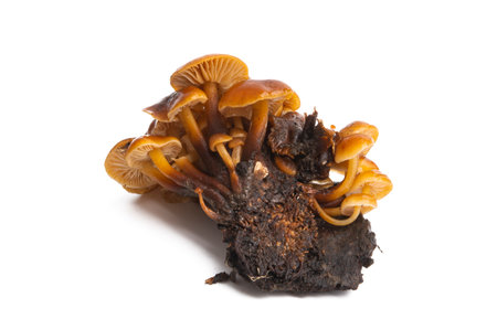 honey mushrooms isolated on white background