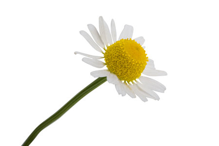 medical chamomile isolated on white backgroundの写真素材