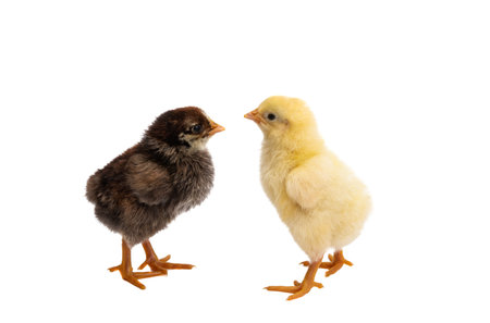 little chicken isolated on white backgroundの写真素材