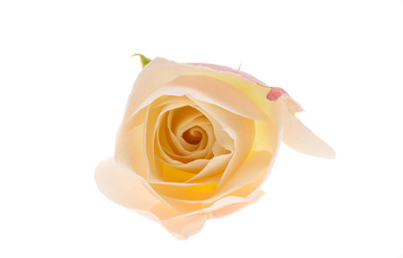 white rose flower isolated on white backgroundの写真素材