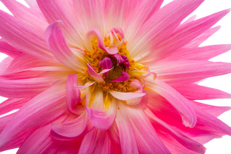 dahlia  isolated on white backgroundの写真素材