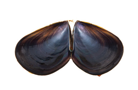 mussels isolated on white background