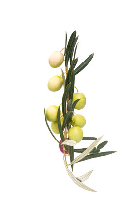 branch with olives isolated on white backgroundの写真素材